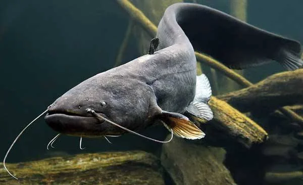 Личинка европейского сома для зарыбления - фото № 1