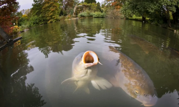 Продаж водних біоресурсів для зариблення - фото № 1