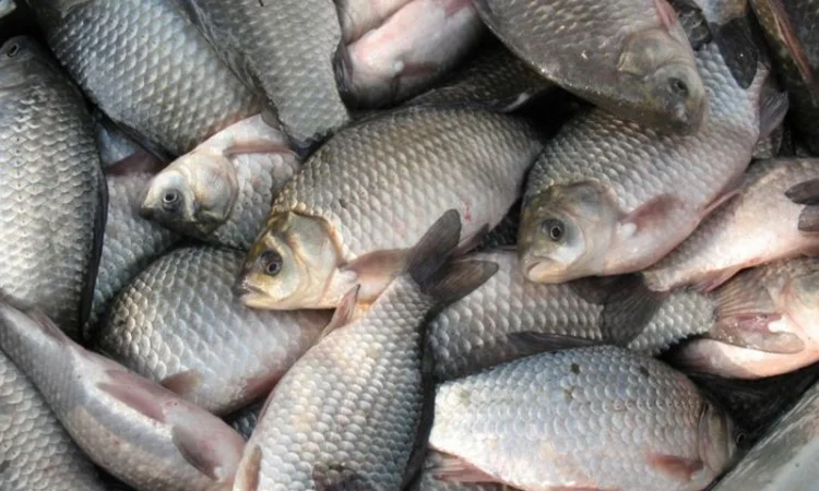 Закупаем речную рыбу оптом - фото № 1