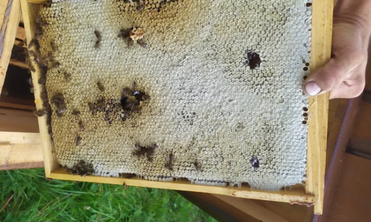 Забрусный мед высокого качества - фото № 4