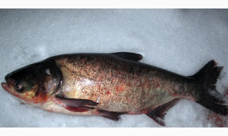 Купую товстолоба 5+ та 10+ - фото № 1