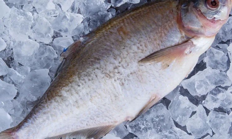 Куплю ляща и другую рыбу - фото № 1