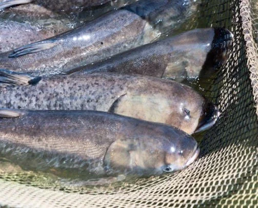 Куплю толстолоба оптом в Черкассах - фото № 1