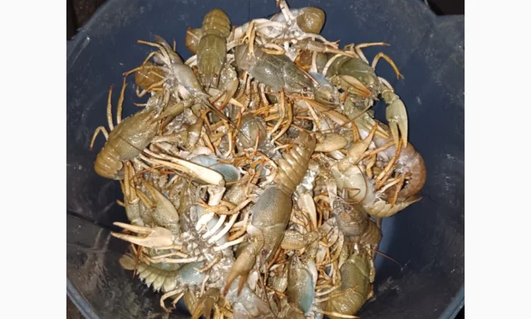 Куплю живую рыбу и раков - фото № 1