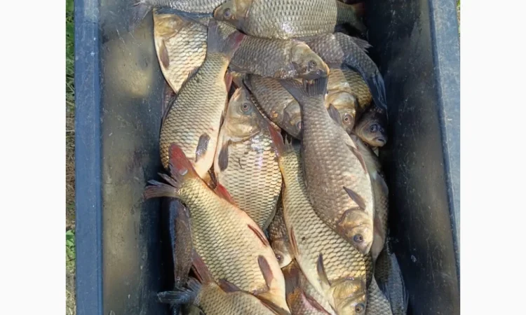 Куплю живую рыбу и раков - фото № 2