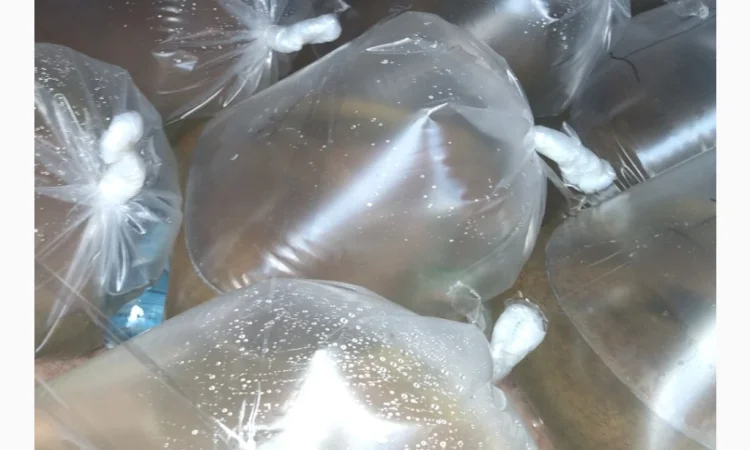 Личинка Амура и Товстолоба в продаже - фото № 2