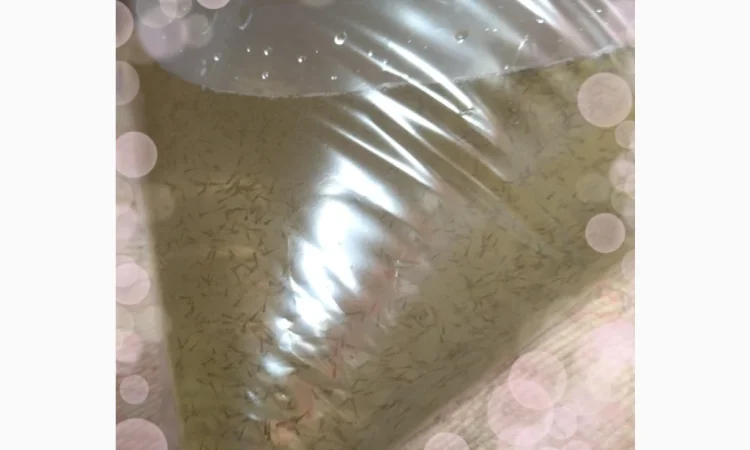 Личинка Амура и Товстолоба в продаже - фото № 3