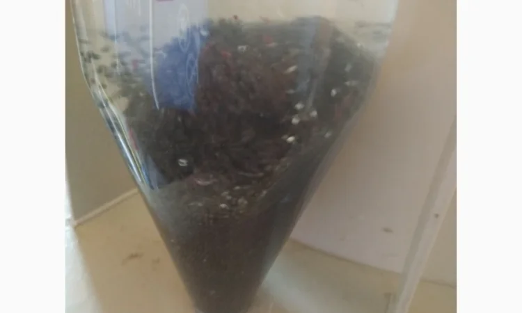 Личинка Амура и Товстолоба в продаже - фото № 4