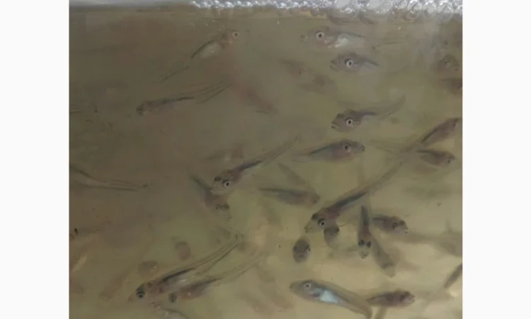 Личинка Амура и Товстолоба в продаже - фото № 5