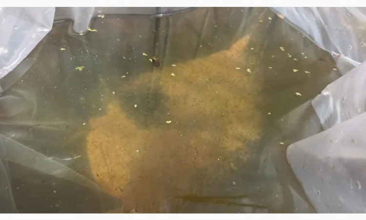 Личинка Амура и Товстолоба в продаже - фото № 6