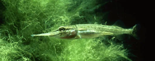 Запись на личинку Щуки и продажа оптом - фото № 1