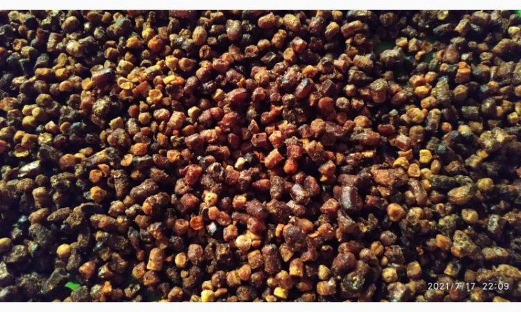 Куплю пергу и пилок цветков - фото № 1