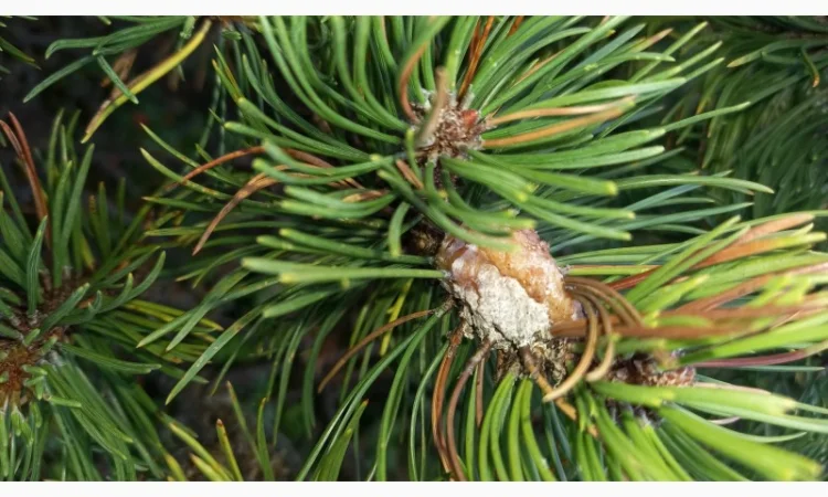 Супозитории для лечения простатита - фото № 3