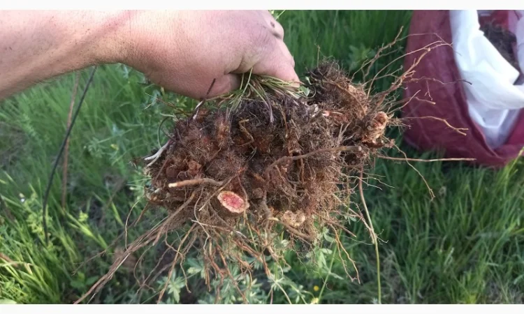 Супозитории для лечения простатита - фото № 4