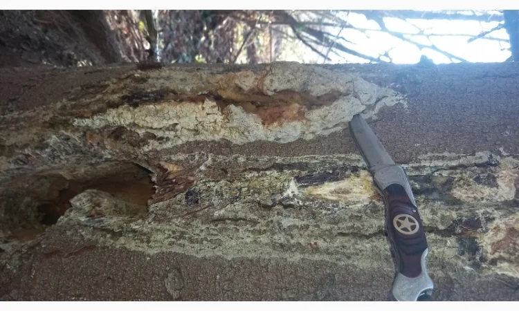 Супозитории для лечения простатита - фото № 5