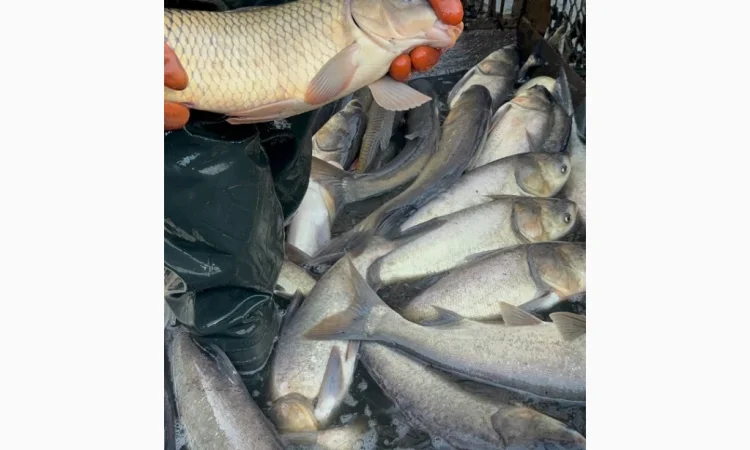 Товстолоб оптом по 50 грн за 1 кг - фото № 1