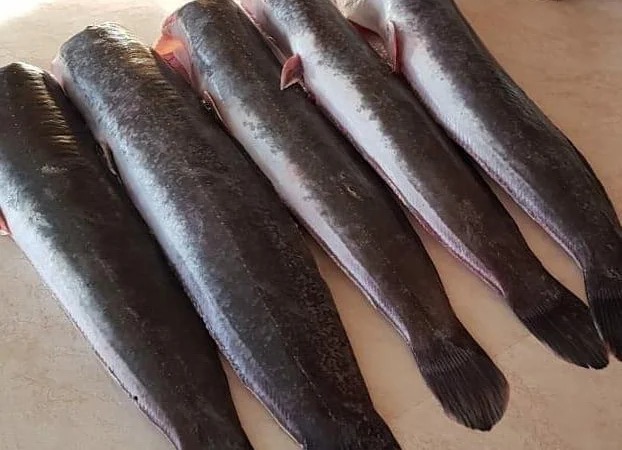 Африканский сом - свежая рыба на продажу - фото № 1