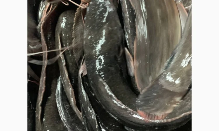 Африканский сом - свежая рыба на продажу - фото № 4