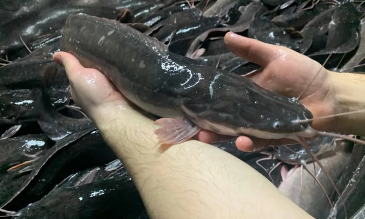 Африканский сом - свежая рыба на продажу - фото № 5