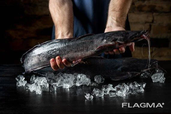 Африканский сом - свежая рыба на продажу - фото № 6