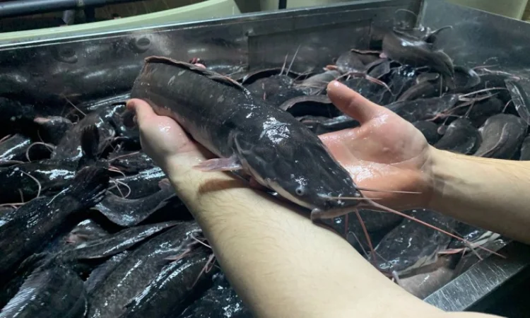 Африканский сом - свежая рыба на продажу - фото № 7