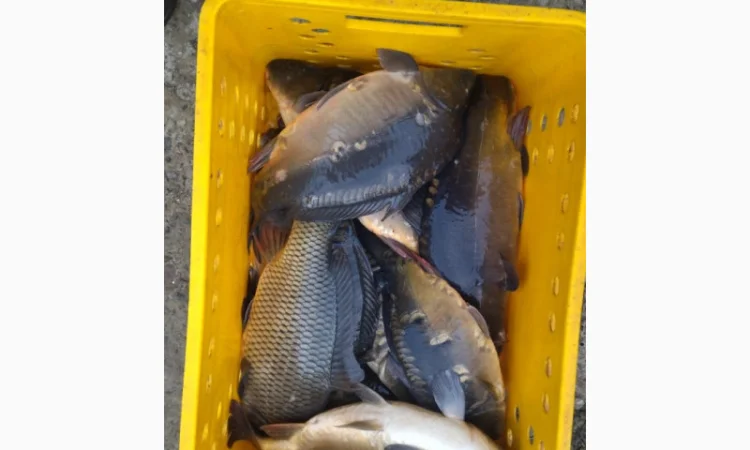 Продается живая рыба оптом и в розницу - фото № 1