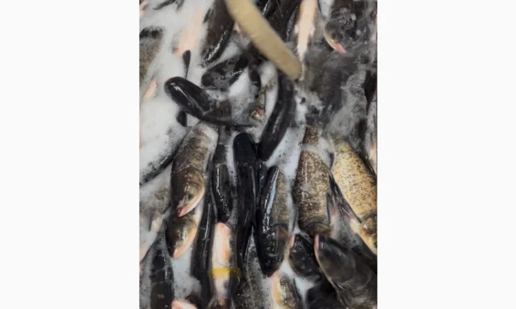 Продается живая рыба оптом и в розницу - фото № 3