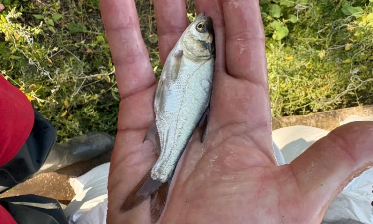 Продается зарибок карпа, толстолоба и белого амура - фото № 1