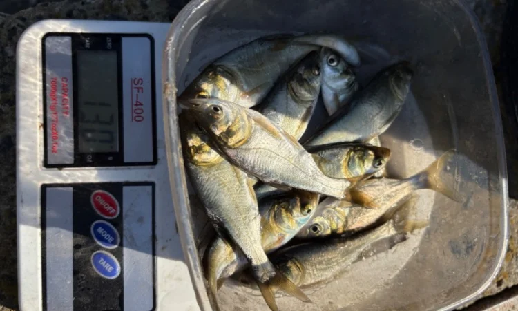 Продается зарибок карпа, толстолоба и белого амура - фото № 2