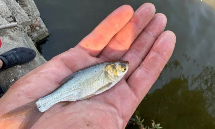 Продается зарибок карпа, толстолоба и белого амура - фото № 3