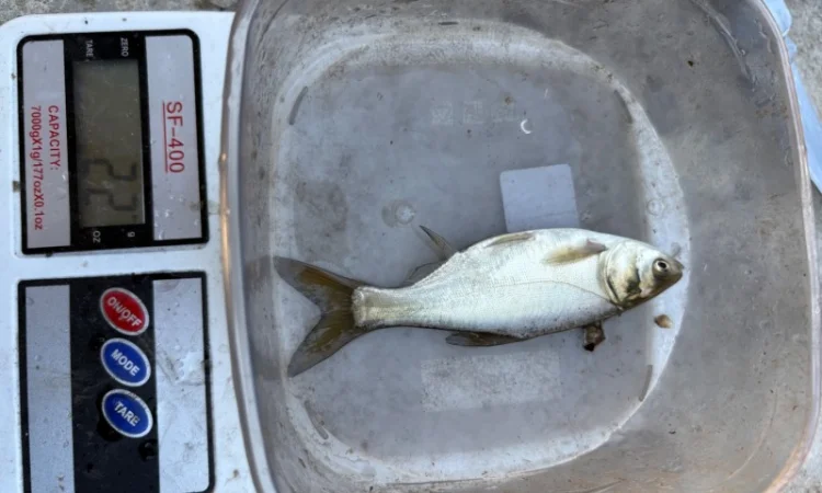 Продается зарибок карпа, толстолоба и белого амура - фото № 4