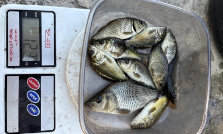 Продается зарибок карпа, толстолоба и белого амура - фото № 5