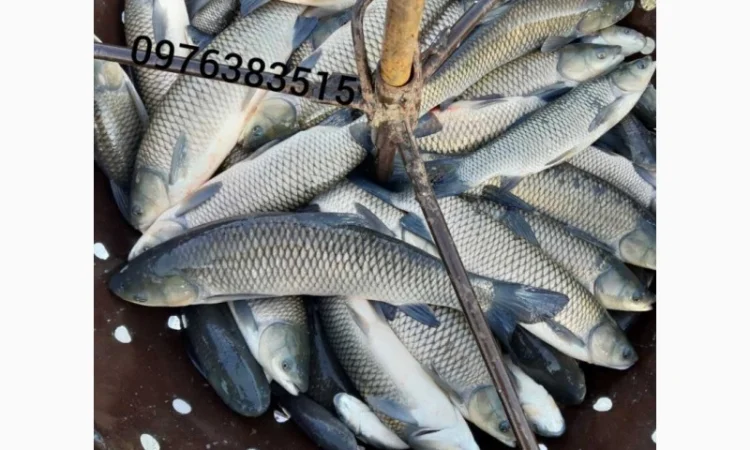 Белый амур, толстолоб, карась, карп, щука, судак в продаже - фото № 1