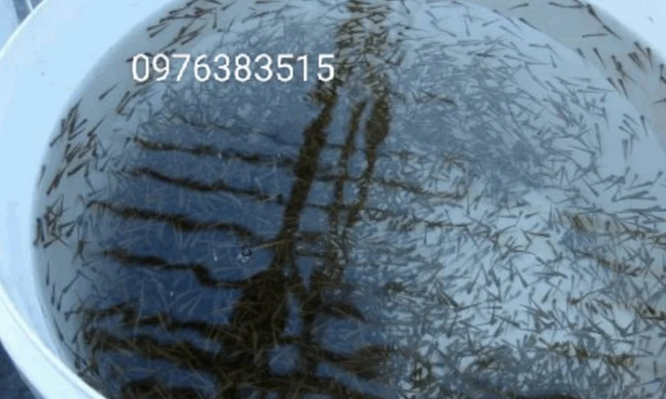 Белый амур, толстолоб, карась, карп, щука, судак в продаже - фото № 2