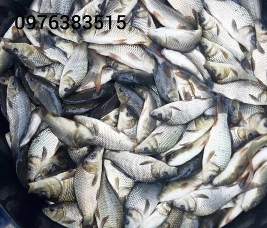 Белый амур, толстолоб, карась, карп, щука, судак в продаже - фото № 3