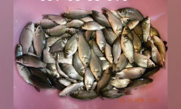 Белый амур, толстолоб, карась, карп, щука, судак в продаже - фото № 4