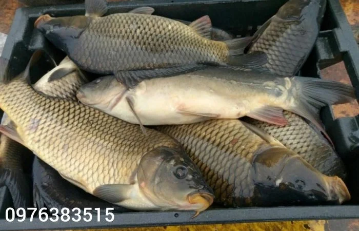 Продажа зарибка судака - фото № 2