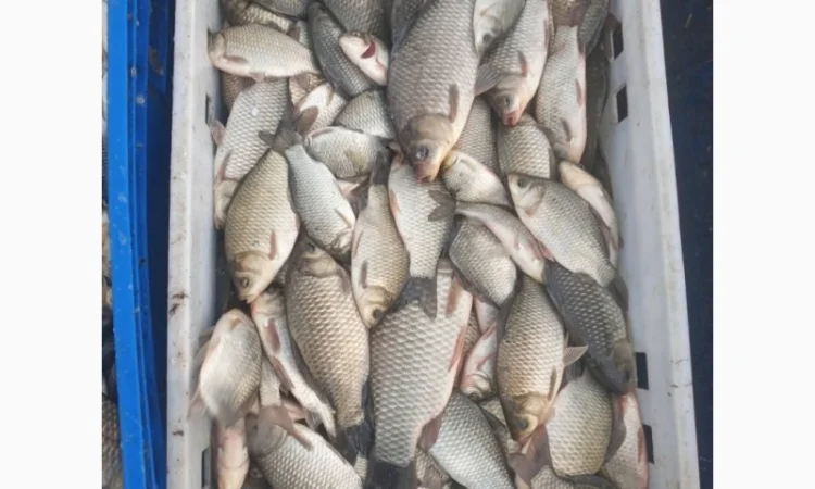 Продажа зарибка судака - фото № 3