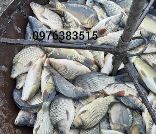 Продажа зарибка судака - фото № 4