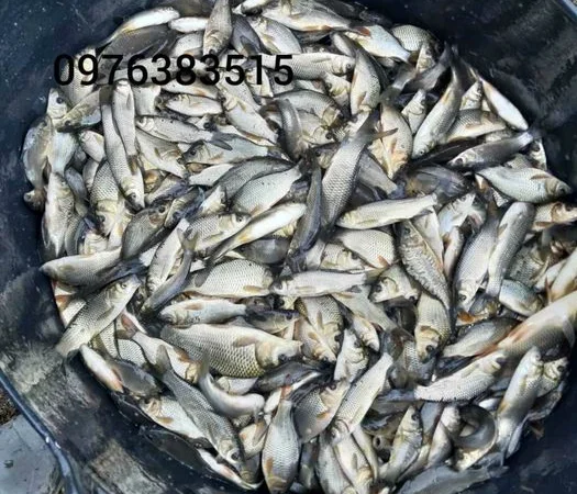 Продажа зарибка судака - фото № 5