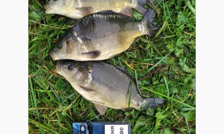 Продажа річняка коропа и білого амура - фото № 1