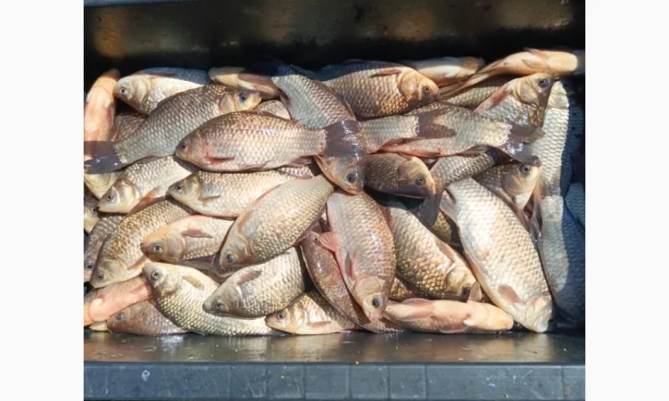 Куплю живую рыбу и раков - фото № 1