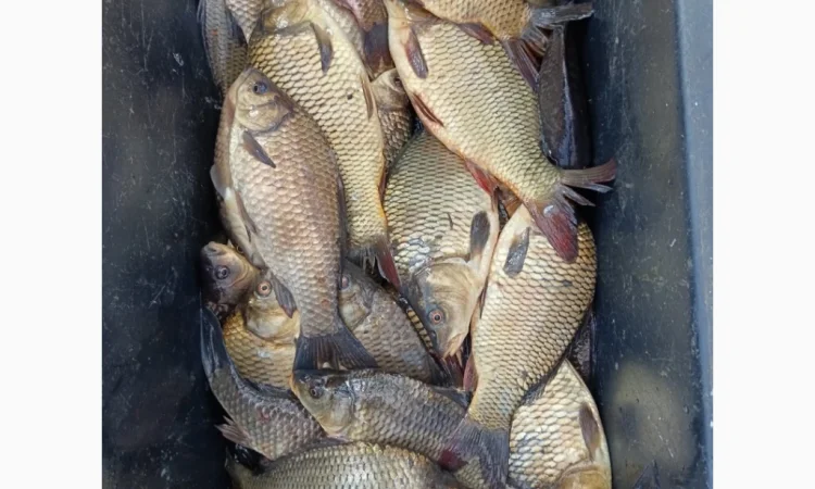 Куплю живую рыбу и раков - фото № 2