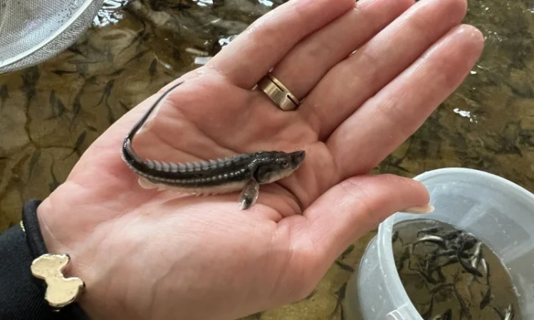 Малек русского осетра на продажу в Киеве - фото № 1