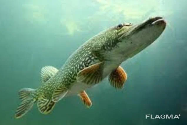 Личинка щуки у продажу - фото № 1