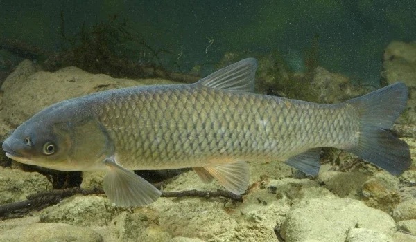 Амур для нереста 5-8 кг в продаже - фото № 1