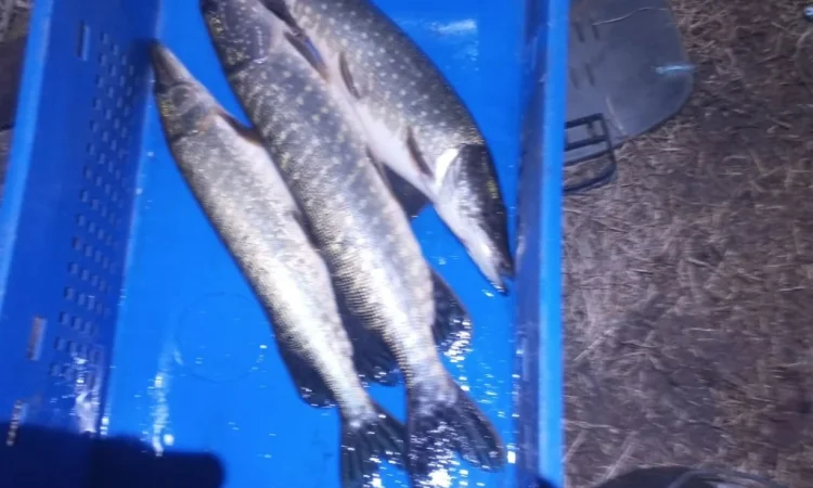 Щука для нереста 1-3 кг в продаже - фото № 1