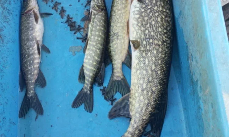 Щука для нереста 1-3 кг в продаже - фото № 2