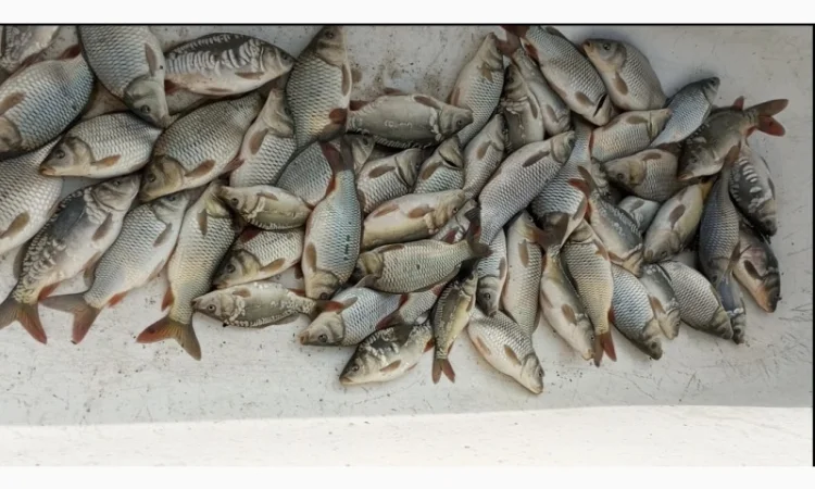 Рыбный зарибок коропа - фото № 1