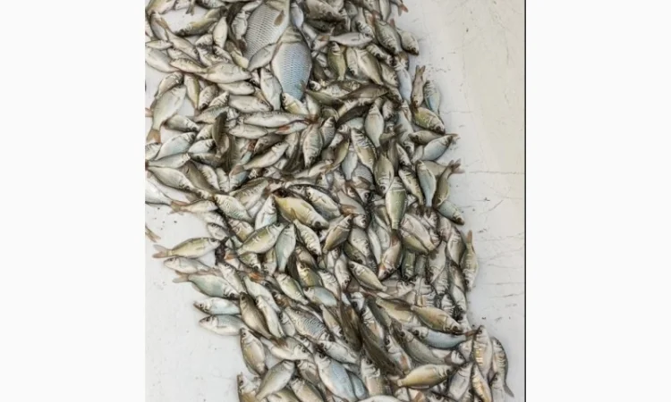 Рыбный зарибок коропа - фото № 2